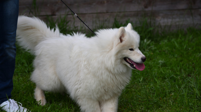 סנואו (צילום: אינג'אימג')