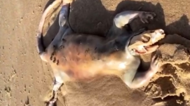 היצור המוזר והמסתורי שנסחף לחופי אוסטרליה (צילום: צילום מסך טיקטוק)