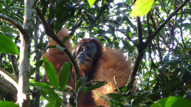 אורנגאוטן זכר מסומטרה (צילום: Madeleine E. Hardus)