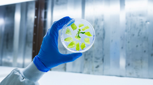 ייצור גורמי גדילה של ביובטר (צילום: אלכסנדר סלזניוב)