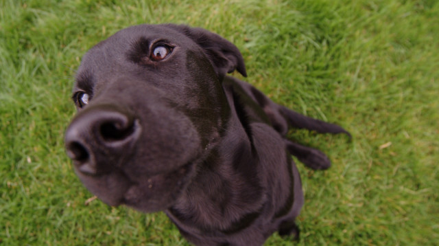 לברדור שחור (צילום: אינג'אימג')