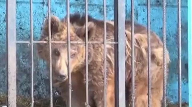 נלסון, הדוב העיוור (צילום: צילום מסך טיקטוק)