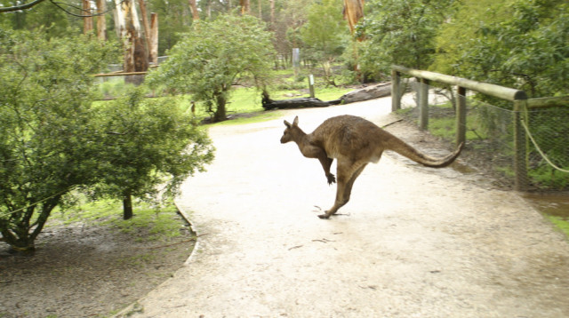 קנגורו (צילום: אינג'אימג')