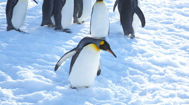 פינגווינים (צילום: אינג'אימג')