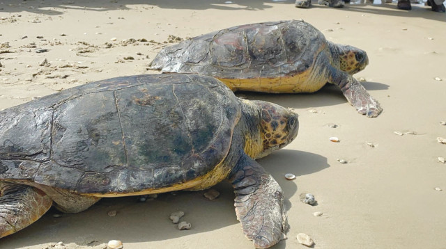 צב ים (צילום: שלומית שביט)