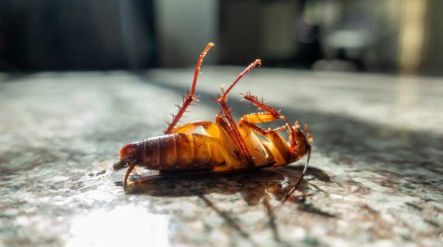 ג'וק, אילוסטאציה (צילום: ingimage ASAP)