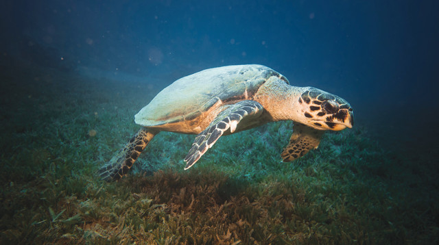 העולם התת ימי במפרץ אילת  (צילום: יוסף עומסי, רשות הטבע והגנים )