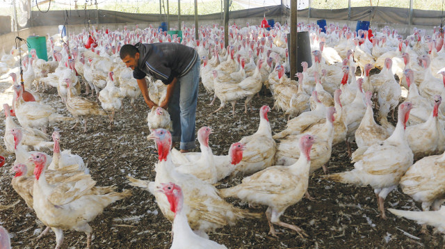 לול תרנגולות (צילום: עאבד רחים קטיב, פלאש 90)