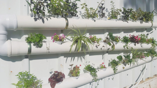 המערכת ההידרופונית (צילום: גיא סלעי)