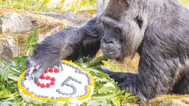 פאטו הגורילה המבוגרת בעולם חוגגת 65 שנים על האדמה (צילום: צילום מסך אינסטגרם)