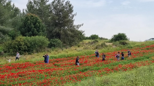 מטיילים בפארקי קק"ל (צילום: עובדי ויערני קק״ל)