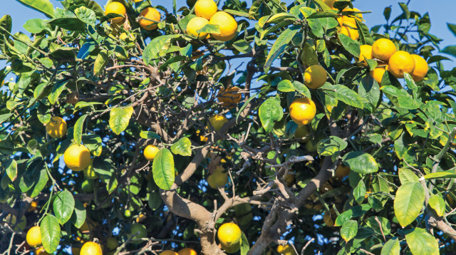 עץ לימון (צילום: אינג אימג')