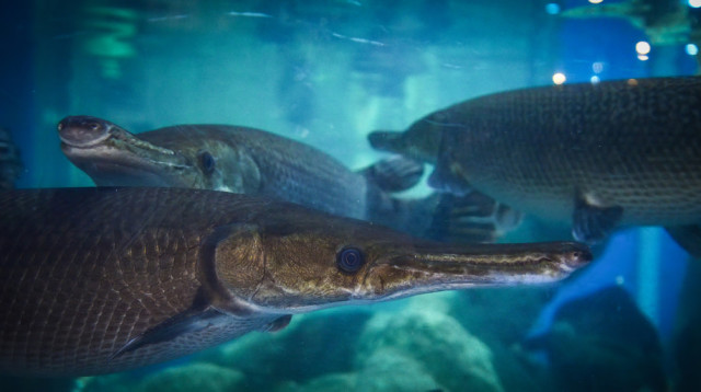 איכטיוזאור (צילום: אינג'אימג')