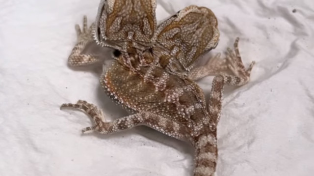 חרדון בעל שני ראשים (צילום: צילום מסך אינסטגרם)