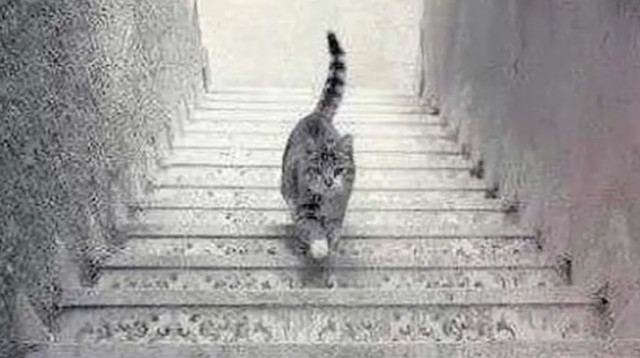 אשליה אופטית (צילום: צילום מסך טיקטוק)