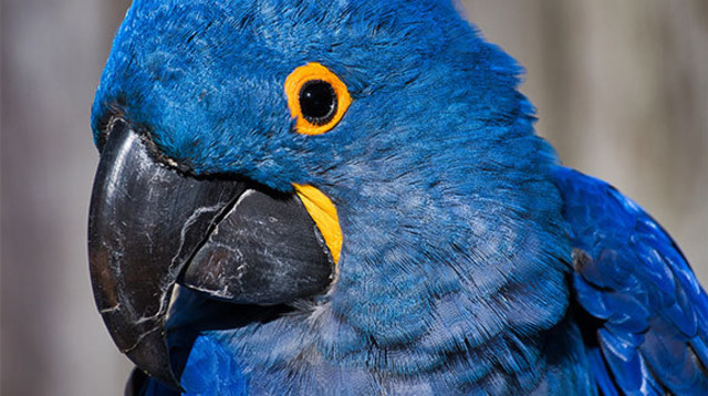 תוכי כחול (צילום: Michael J Magee, Shutterstock)