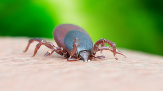 נגיף חדש ומדאיג מגיע מקרציות, ויש סיבה לחשוש (צילום: Getty images)