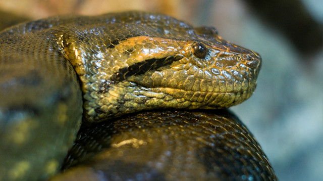 נחש (צילום: אינגאימג)