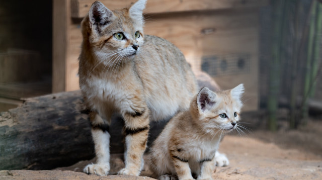חתולי החולות של הספארי (צילום: ים סיטון)