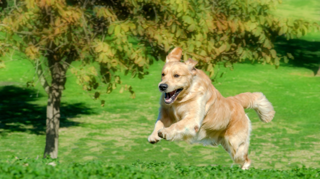 כלב רץ בדשא. לא לשכוח לשתות הרבה מים (צילום: יגאל פרדו)