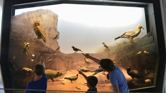 מוזאון הטבע ע"ש שטיינהרדט תל אביב (צילום: שי בן אפרים)