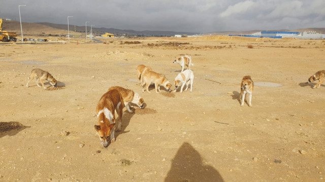 כלבים בדרום (צילום: ארכיון אגודת צער בעלי חיים בישראל)