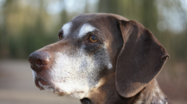 כלב, אילוסטרציה (צילום: אינגאימג')