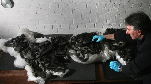 ממצאים פרהיסטוריים של בעלי חיים שחיו לפני מיליוני שנים (צילום: Getty images)