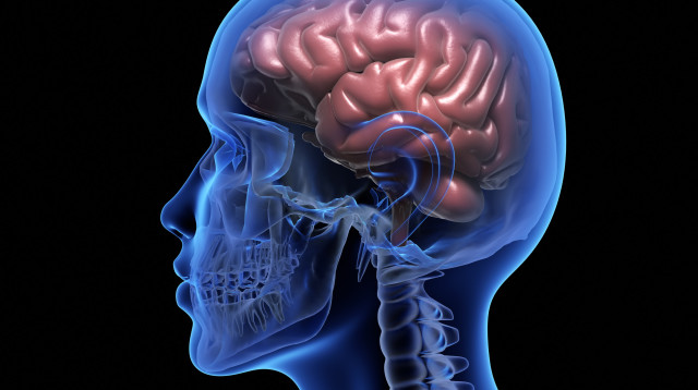 מוח האדם, אילוסטרציה (צילום: אינג'אימג')