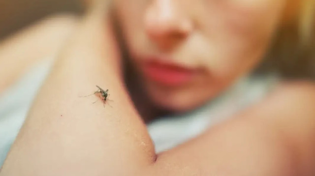 יתושים, אילוסטרציה (צילום: ingimage ASAP)