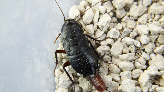 מוטציה חדשה של תיקנים תגיע אלינו לאחר שהונדס גנטית (צילום: אינג'אימג')