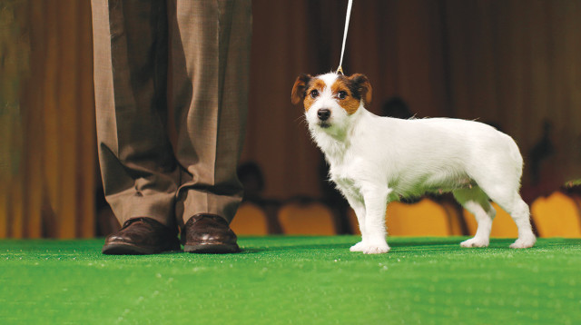 ג'ק ראסל טרייר נמצא בראש הרשימה - עם 12.7 שנים בממוצע (צילום: רויטרס)
