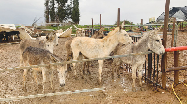 פינוי הסוסים והחמורים (צילום: משרד החקלאות ופיתוח הכפר)