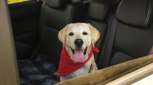 הרייט, כלבת לברדור רטריבר, הפכה מכלבת נחייה לכלבה טיפולית (צילום: אינג'אימג')