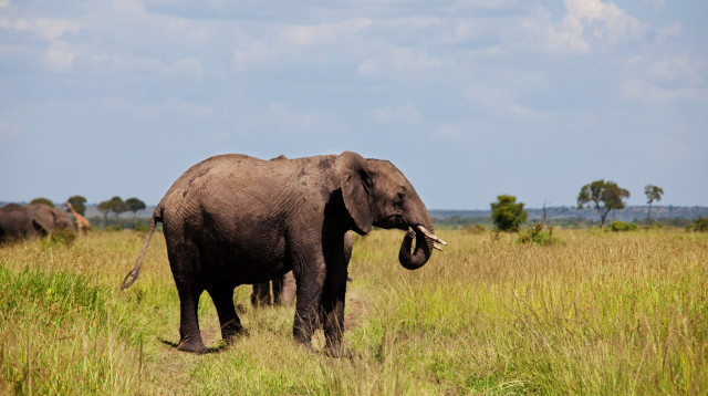 פיל אסייתי קרא לעזרה כדי להציל אנטילופה טובעת (צילום: אינג'אימג')