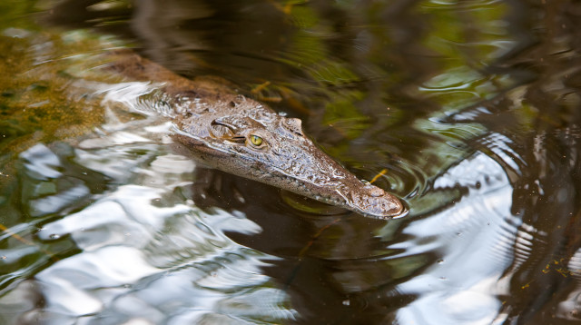 שחתה בנהר שורץ תנינים (צילום: אינג'אימג')