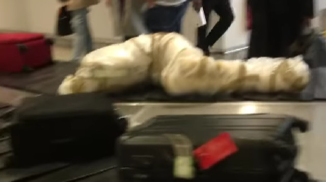 נוסעים מבוהלים שהמתינו למזוודה שלהם, נחשפו לאריזה שנראית כמו גופה עטופה של אדם (צילום: צילום מסך אינסטגרם)