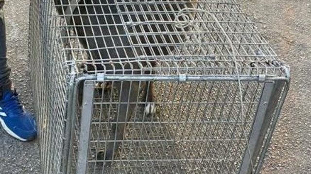 הכלב שנלקח להסגר (צילום: דוברות המשטרה)