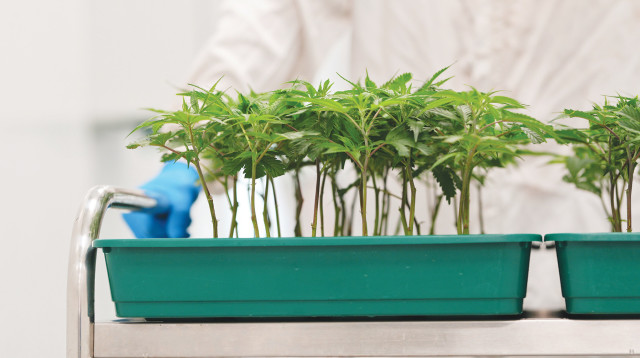 קנאביס רפואי (צילום: יחצ)