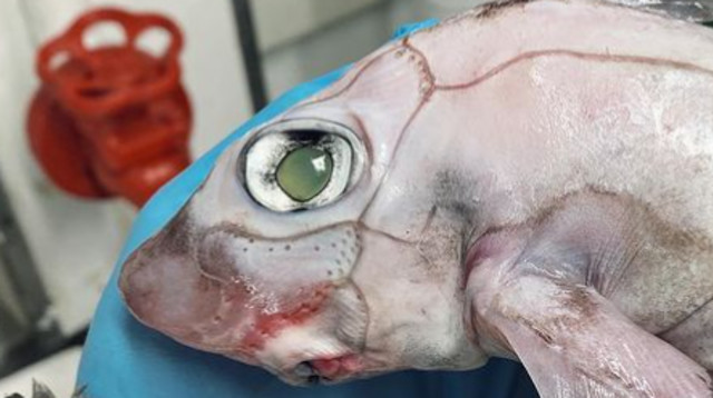 יצור ימי מפחיד נמצא במעמקי ים (צילום: צילום מסך אינסטגרם)