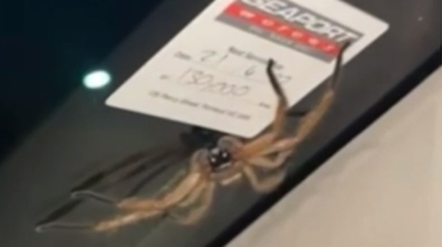 מפחיד! עכביש על השמשה הקדמית  (צילום: צילום מסך טיקטוק)