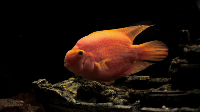 דגים בהירים, צבעוניים ובעלי גוף עגול כמו דג התוכי (צילום: אינג'אימג')