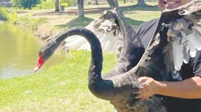 אבי מזרחי ואחד הברבורים הגנובים (צילום: הראל מזרחי)