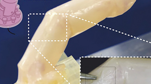 האצבע הרובוטית עם העור האנושי (צילום: צילום מסך מתוך המחקר בכתב העת)