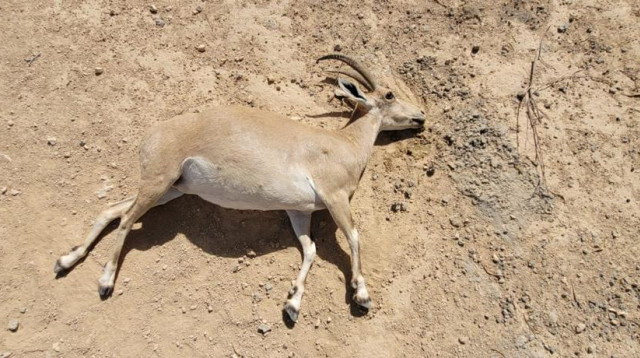 אחד היעלים שנמצאו מתים (צילום: ידידיה שמואל רשות הטבע והגנים)