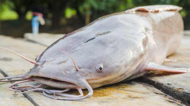 אוצר בלתי צפוי נמצא בבטנו של דג שפמנון אומלל (צילום: אינג'אימג')