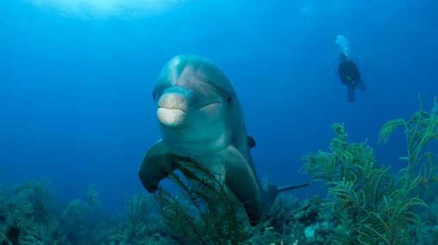 דולפין (צילום: Cultura Creative RF/Alamy)