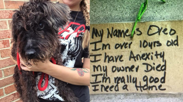 הכלב אוראו ננטש  (צילום: Richmond Animal Care and Control)