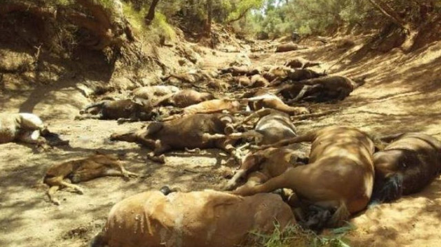 הכחדת בעלי חיים (צילום: RALPH TURNER)