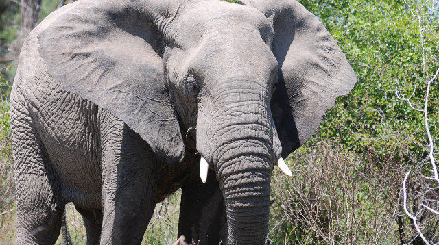 לא רק הרג את האישה, גם הגיע להלווייתה והתעלל בגופה (צילום: אינג'אימג')